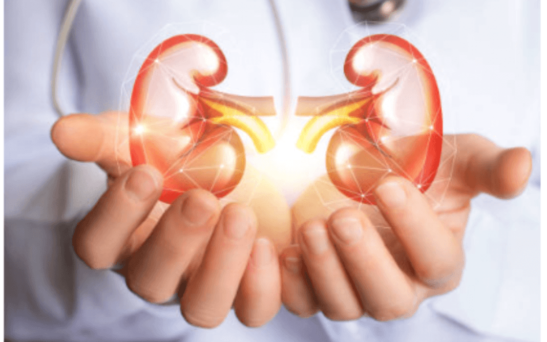 Kidney's Transplantation