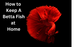 Betta Fish