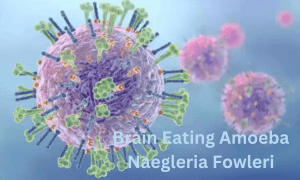 Brain Eating Amoeba Naegleria Fowleri
