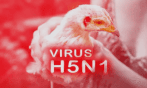 Bird Flu Virus