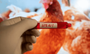 Bird Flu Virus