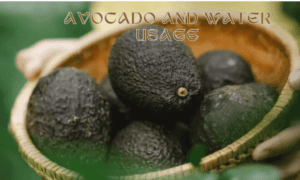 Avocado and Water Usage
