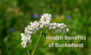 Health Benefits of Buckwheat